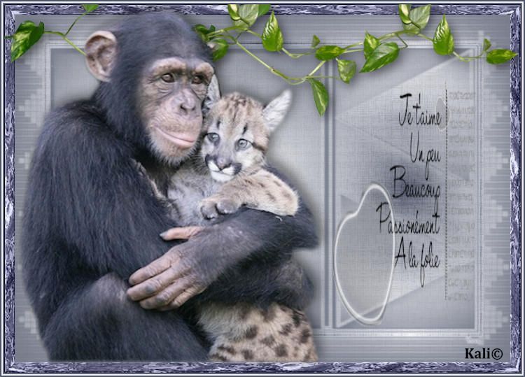 Amour animal